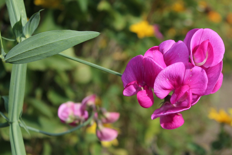 outdoors, flower, flowering plant, 2K, freshness, garden, pink color, dashing, focus on foreground, close-up, no people, beauty in nature, inflorescence