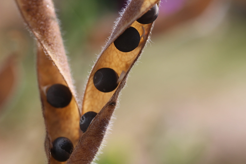 brown, nature, pea, climber, summer, seed, selective focus, art and craft, 5K, animal body part, animals in the wild, outdoors, close-up, animal themes