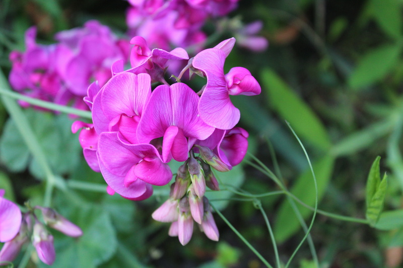 no people, freshness, garden, plant, nature, vulnerability, ornamental plants, sweet pea scented, pink flower, garden plants, petal, flowering, selective focus
