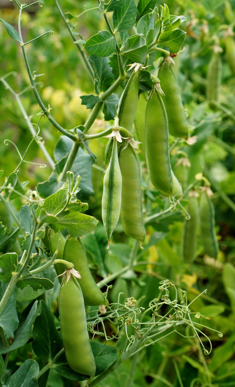 beauty in nature, freshness, Garden, organic, leaf, ripe, no people, plant, Pods, Beds, focus on foreground, plant part, wellbeing, outdoors, nature, tomato