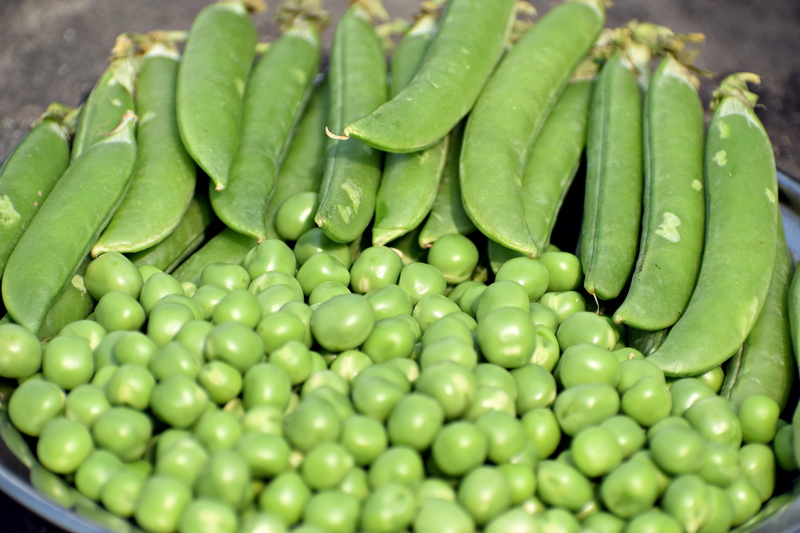 green, garden, food, freshness, healthy eating, sprout, meal, diet, 5K, table, peas, kitchen, seed, close-up, green color, raw food, healthy, natural