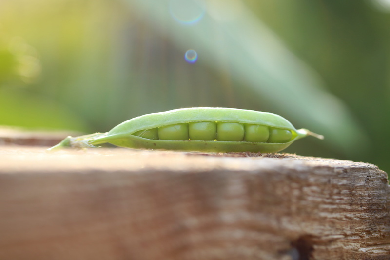 summer, day, selective focus, peas, nature, green, no people, green color, food and drink, pod, cultivation, vegetables, one animal, reptile, invertebrate