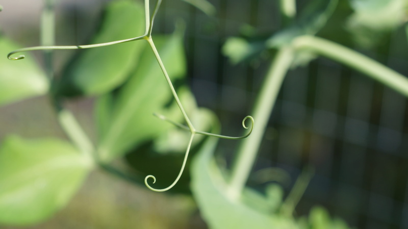 tendril, nature, tranquility, blade of grass, selective focus, 5K, agriculture, growth, gardening, plant part, growing, close-up, focus on foreground