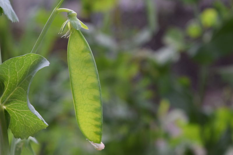 leaves, focus on foreground, 5K, selective focus, tranquility, sugar pea, plant part, beginnings, growth, close-up, leaf vein, legume, pea, freshness