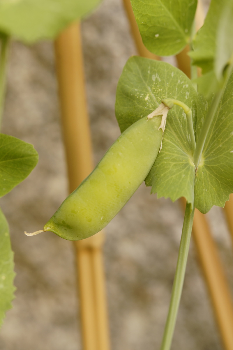 close-up, garden, nutrition, 5K, pea, food and drink, pea plant, vegetables, nature, growth, day, agriculture, outdoors, green, focus on foreground, freshness
