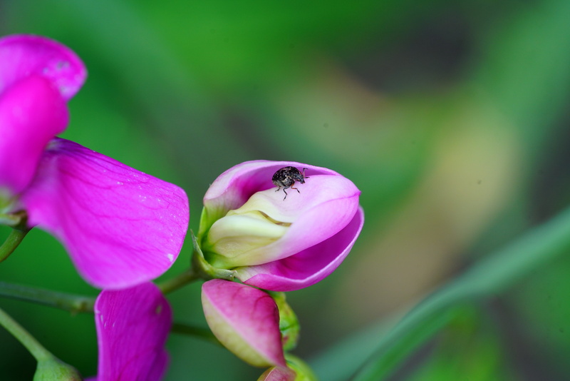 pink color, insect, lathyrus odoratus, pink, one animal, animal themes, beetle, petal, legume, no people, vetch, chrysomelidae, flower head, pollination