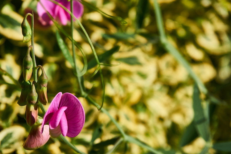 summer, close up, perennial sweet pea, fabaceae, climber plant, day, nature, green color, grow, lathyrus latifolius, bloom, pink pearl, plant, no people