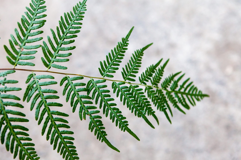 nature, flora, leaves, texture, leaf, fir tree, tranquility, selective focus, coniferous tree, wildlife, plant, beauty in nature, selective, green color