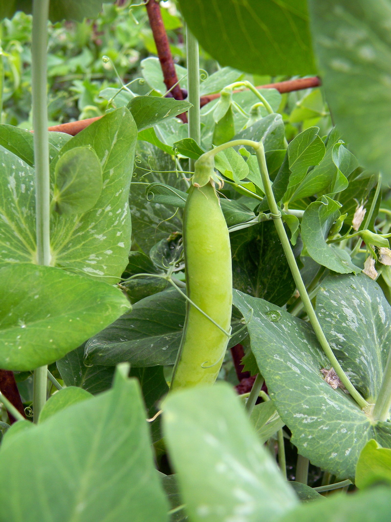 growth, green color, stem, Vegetable, food and drink, plantation, 4K, plant, freshness, leaf, harvesting, vetegarianskij, elitexpo, organic, Peas, harvest