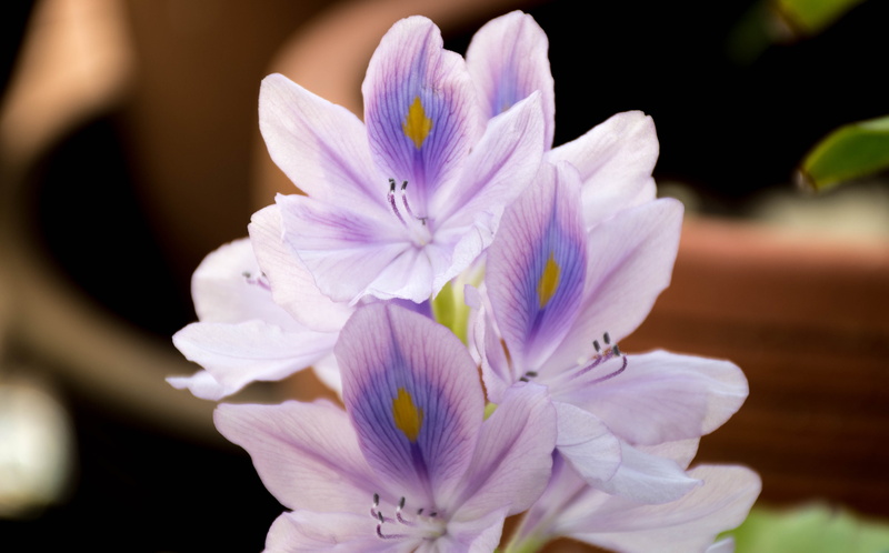 inflorescence, water plants, focus on foreground, the zoom, vulnerability, pink color, purple, drops, nature, pollen, petal, close-up, freshness, flowers purple heart