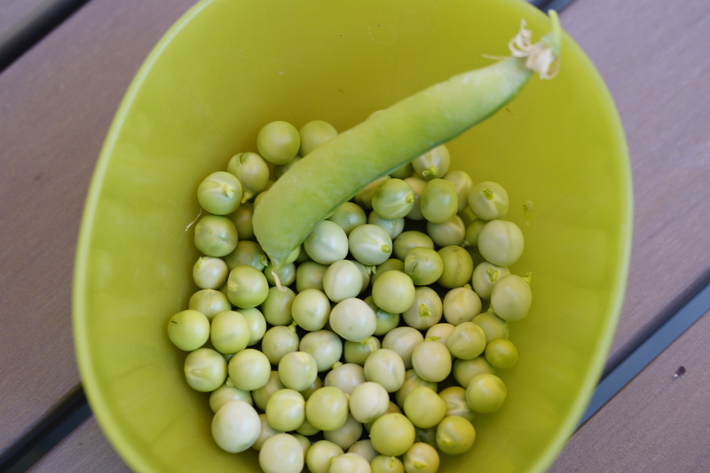 indoors, vegetable, cultivation, raw food, freshness, still life, fruit, abundance, vegetables, vegetarian Food, green color, pea pod, shelling peas, peas