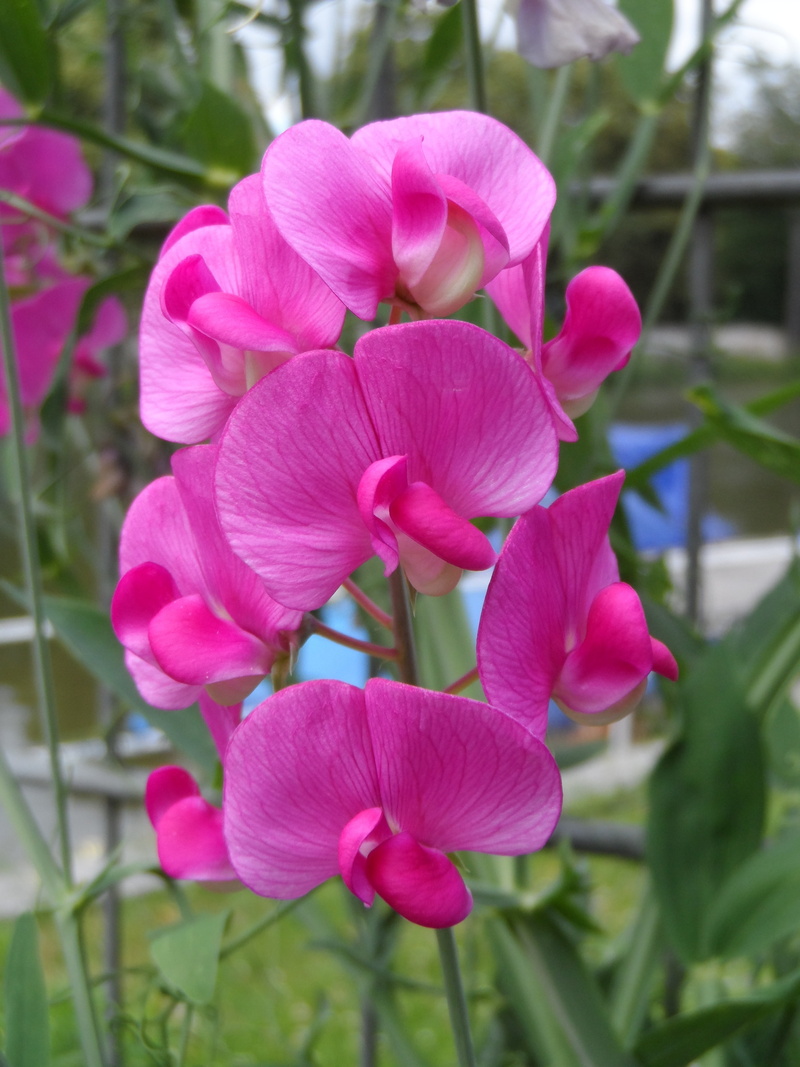 legume, hue, close-up, pink Color, vetch, pink, fabaceae, day, botany, colorful, orchid, fragility, lathyrus latifolius, green stuff, flowering plant, flowers