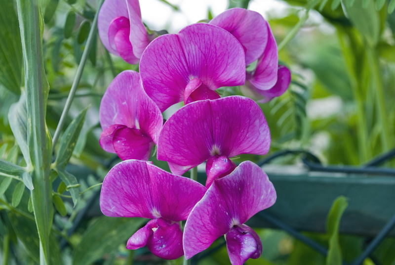 flower head, plant part, freshness, 4K, pink color, pink, flowering plant, vulnerability, botany, petal, beauty in nature, day, flower, pea, plant, garden