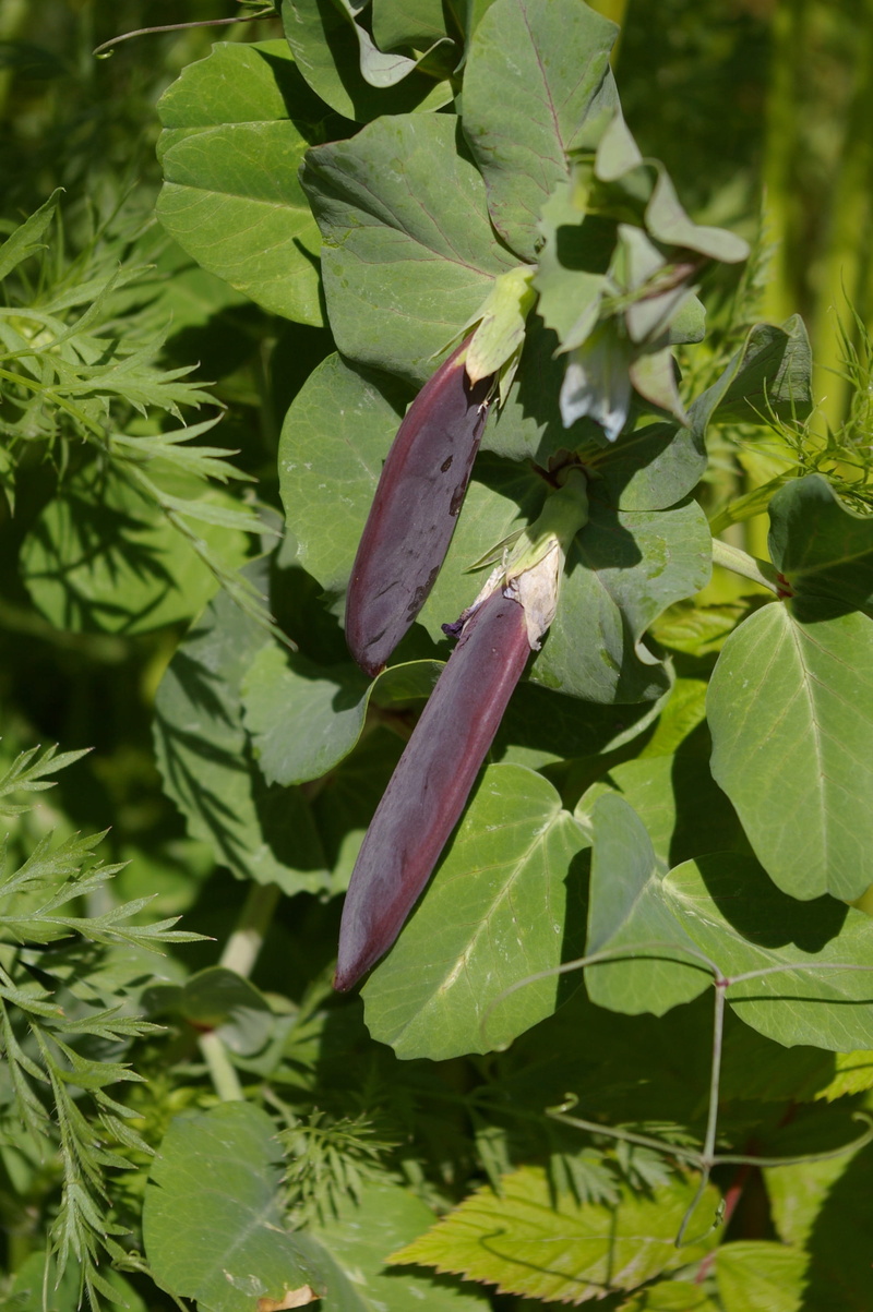 nature, close-up, growth, eat, beauty in nature, peas, purple, 2K, water, sunlight, red leaf, animal, no people, leaf, blauwschokker, grow, leaves, agriculture