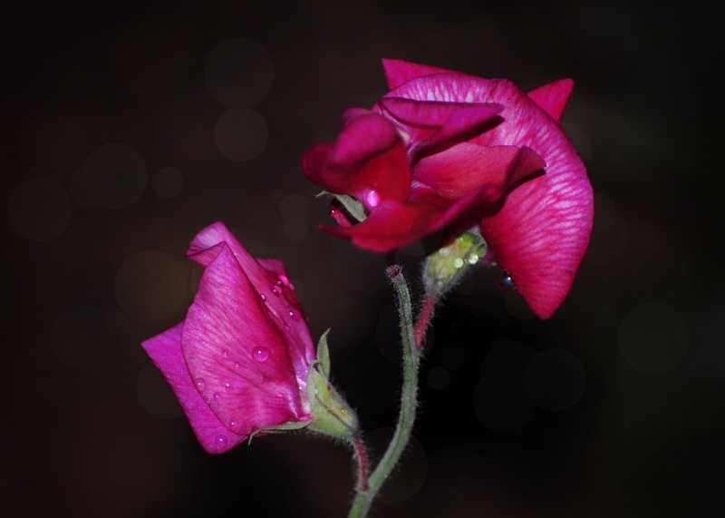 fragility, flora, flowers, night, flower, blossom, no people, floral, softness, sepal, focus on foreground, plant, freshness, purple, vulnerability, nature