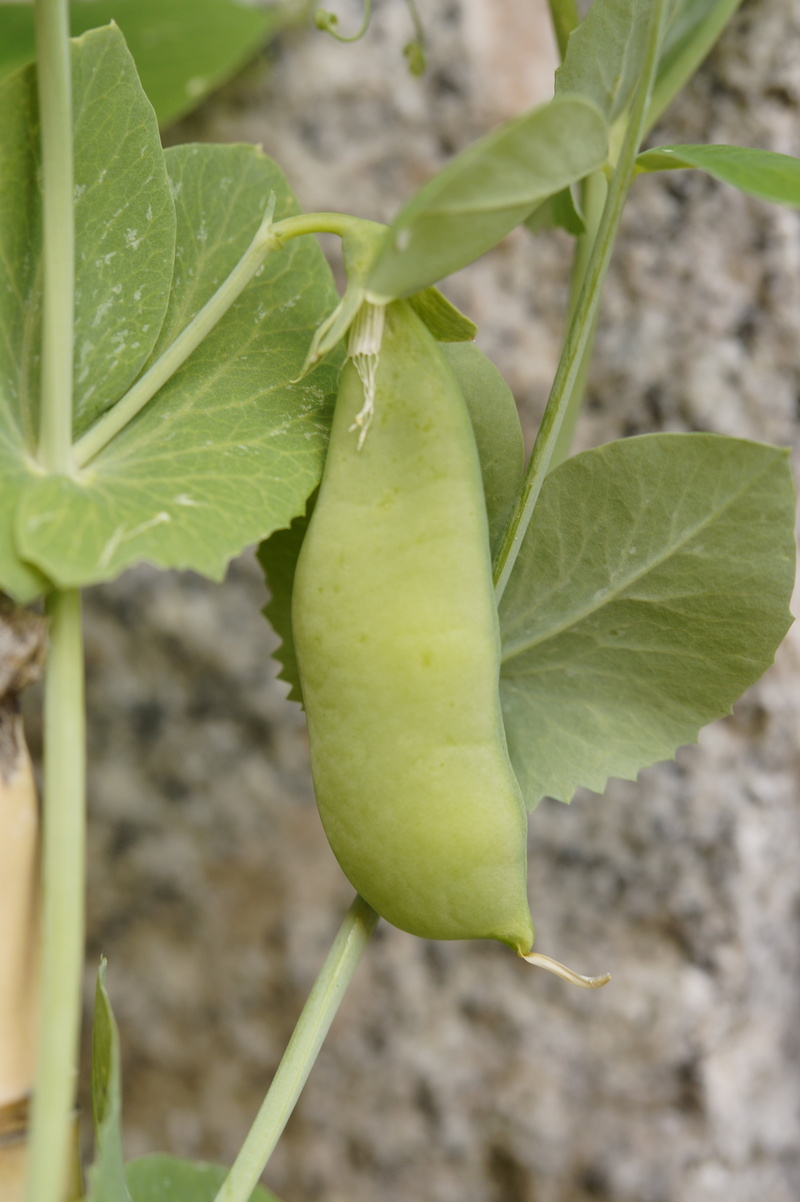beauty in nature, no people, leaf, close-up, day, healthy, 5K, pea plant, focus on foreground, outdoors, garden, green color, plant, growth, pod, food