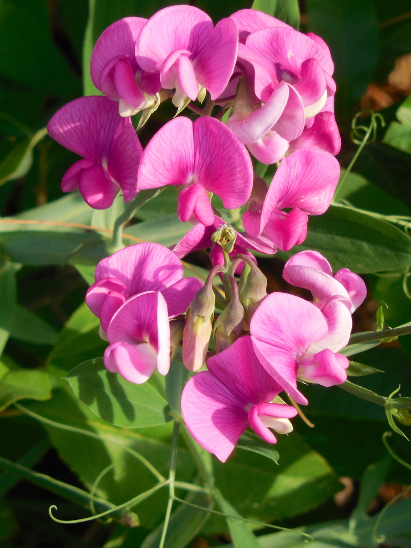 flower head, vine, flowering plant, flora, white, vinery, color, bloom, blooming, sweet pea, natural, wild, bouquet, flower, bright, close-up, pollen, plant