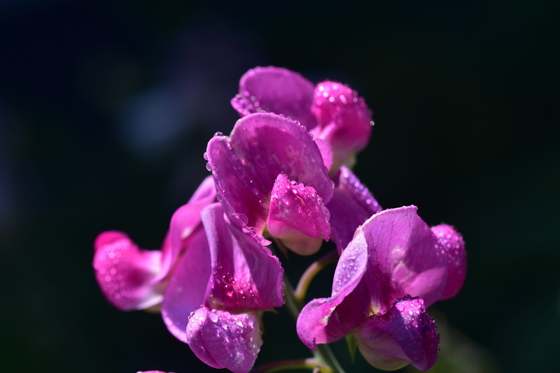 no people, close up, softness, nature, garden plant, dew, tender, outdoors, focus on foreground, fragility, flower head, wet, flowering plant, ziererbse