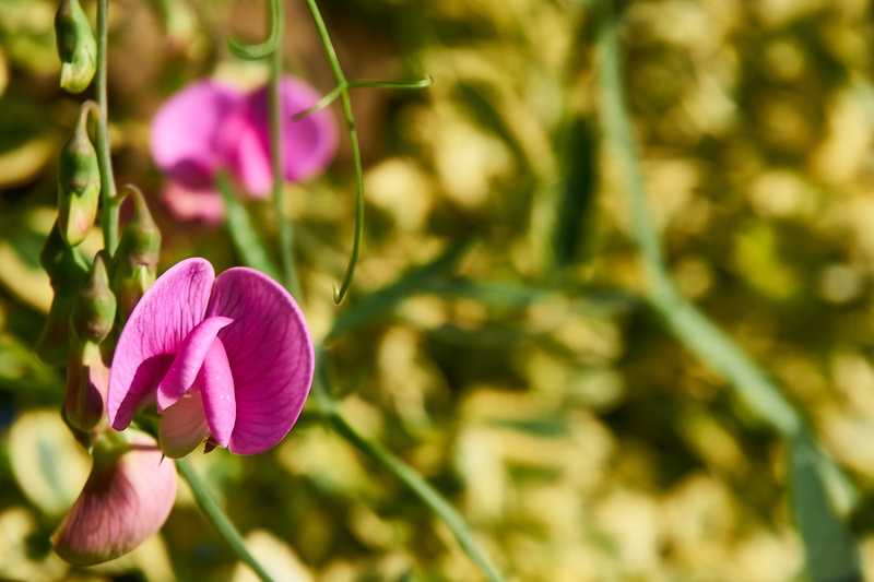 close up, pea, botany, purple, vetch, outdoors, no people, pink pearl, grow, focus on foreground, petal, vulnerability, legume, climber plant, flower head
