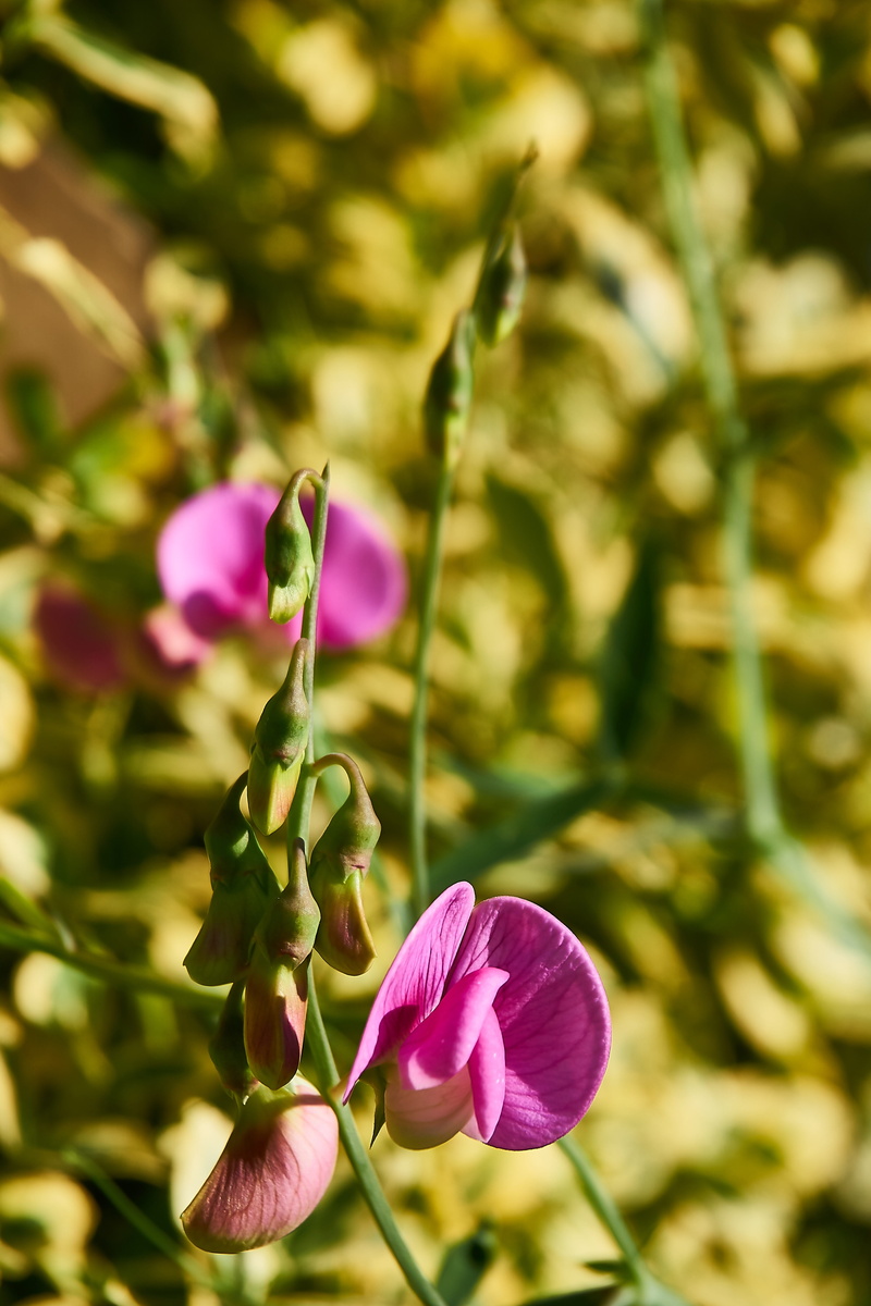 focus on foreground, plant, grow, flower head, fragility, flowering plant, perennial sweet pea, summer, no people, climber plant, vulnerability, freshness
