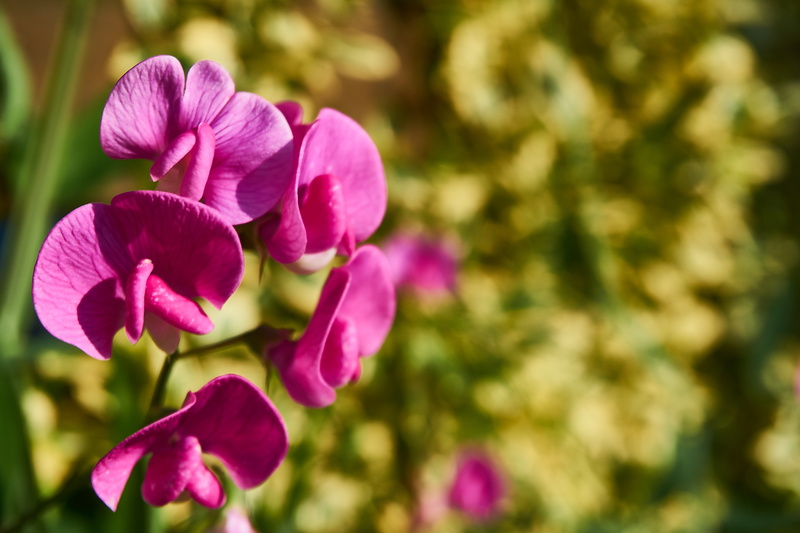vulnerability, focus on foreground, day, outdoors, legume, summer, sunlight, close up, freshness, purple, pink, pink color, plant, flower, fragility, garden