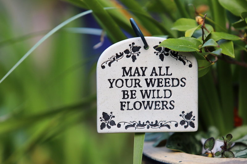 plant, vegetation, handwriting, non-western script, flora, sign, message, inspiration, information, produce, communication, outdoors, signage, weeds, information sign