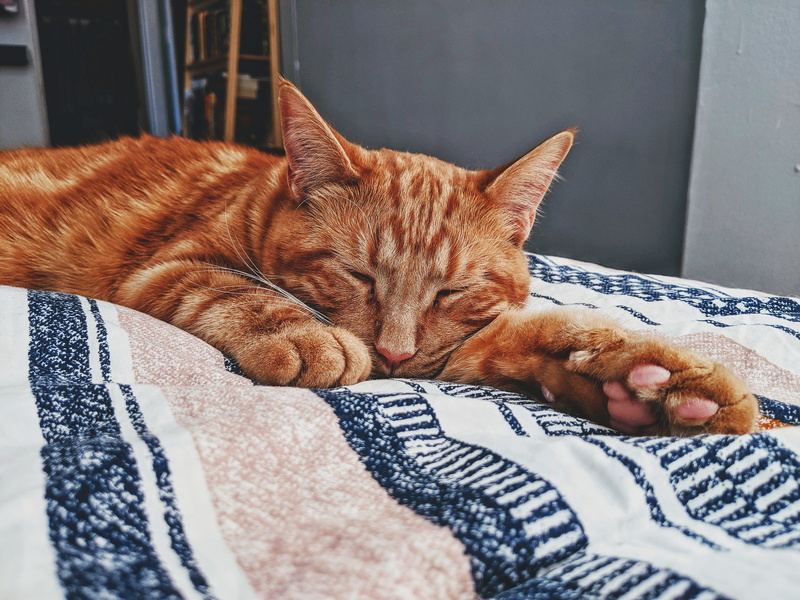 domestic cat, one animal, pet, home decor, hardwood, bookcase, sleeping, whisker, blanket, wood, animal, 4K, indoors, feline, resting, close-up, domestic animals