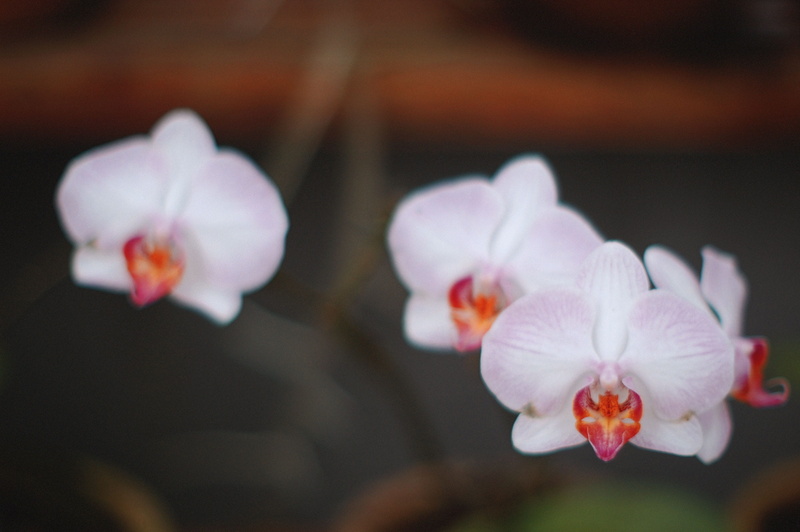 mask, inflorescence, plant, freshness, fragility, vulnerability, amaryllidaceae, beauty in nature, close-up, araceae, grapefruit, iris, food, flowering plant