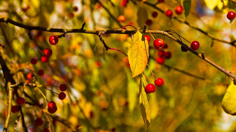 bush, agriculture, focus on foreground, daytime, food, fruit, ripe, growth, close-up, branch, day, healthy eating, freshness, season, cherries, food and drink