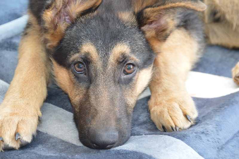 relaxation, animal, 5K, shepherd, animal body part, one animal, eyes, animal themes, dog, high angle view, no people, german shepherd, domestic animals