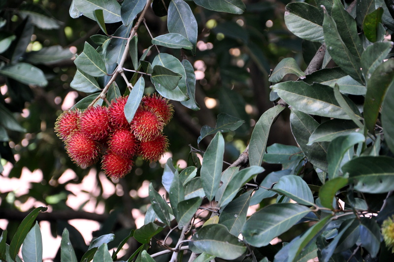growth, ripe, green color, no people, healthy eating, 4K, plant, food, focus on foreground, leaf, close-up, berry fruit, food and drink, wellbeing, lychee