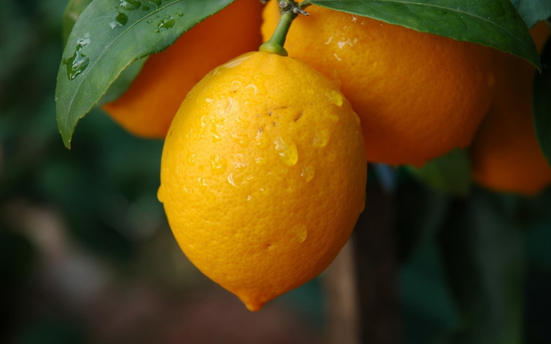fruit, grass, 1080P, plants, lemons