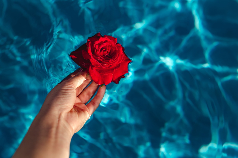 swim, beauty in nature, pool, flower, day, swimming, fresh, rose - flower, garden, human body part, adult, rose, aqua, finger, summer, nature, warm, blue