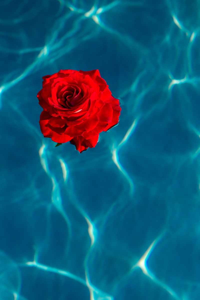 red, flower, inflorescence, fresh, pool, warm, plant, no people, fragility, vacation, aqua, flowering plant, close-up, summer, garden, rose - flower, flower head
