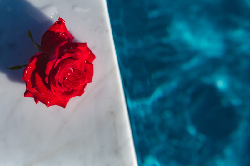 red, swim, swimming, aqua, water, beauty in nature, plant, nature, day, petal, flower, vulnerability, pool, rose - flower, garden, swimming pool, close-up