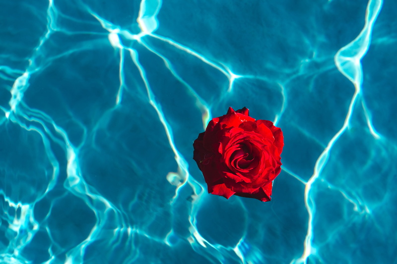close-up, red, pool, full frame, beauty in nature, plant, vacation, freshness, no people, swimming, turquoise colored, flower head, 5K, fresh, day, warm
