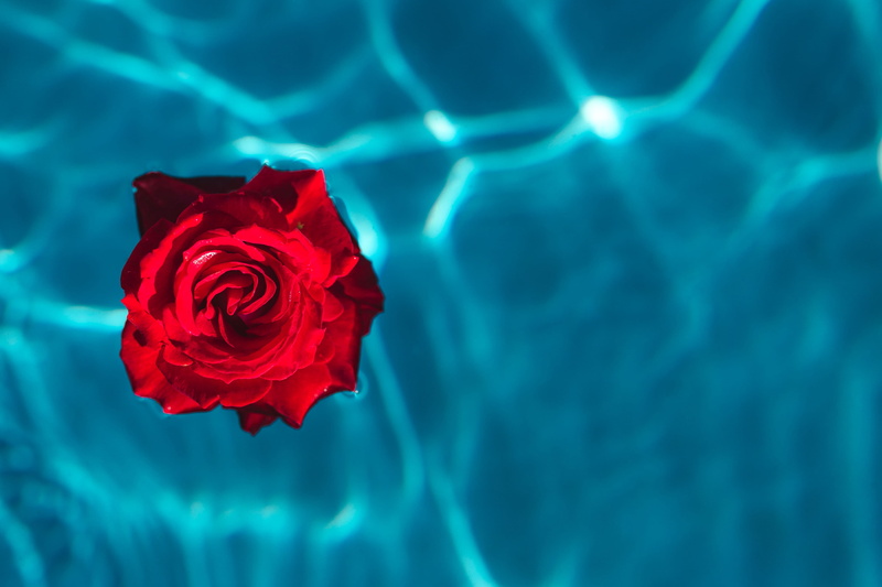 close-up, studio shot, aqua, fresh, rose - flower, no people, nature, abstract, warm, rose, plant, swimming, beauty in nature, water, swim, summer, vulnerability