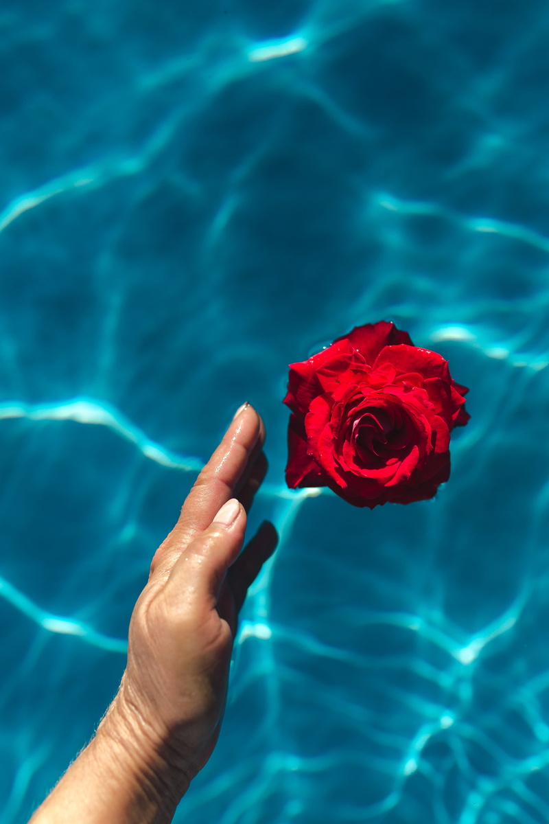 flower, outdoors, day, beauty in nature, rose - flower, summer, holding, swim, flowering plant, hand, red, swimming, vacation, flower head, human hand