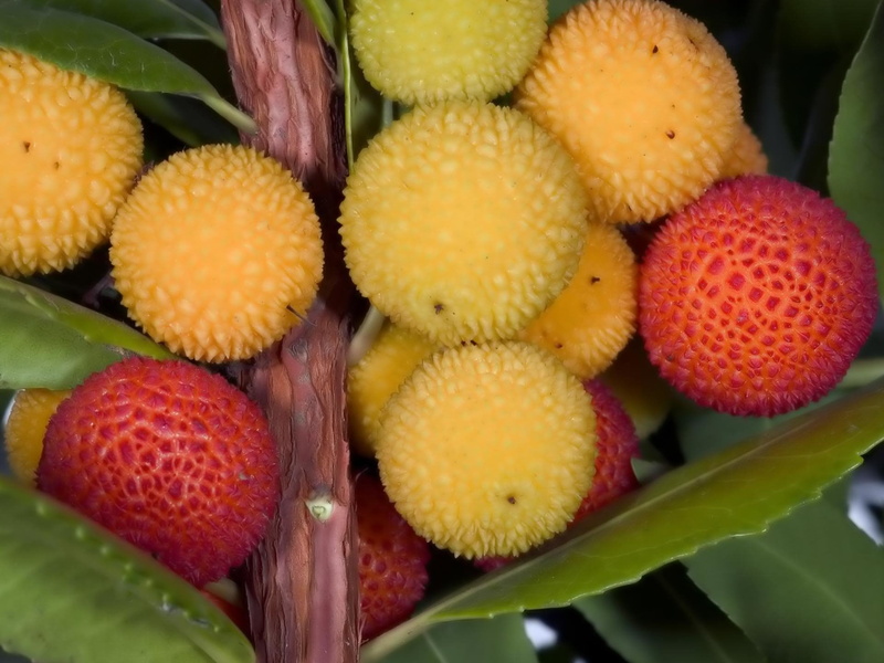 still life, yellow, close-up, wellbeing, large group of objects, 1080P, high angle view, Lychee, Food, day, indoors, no people, red, backgrounds, fruit