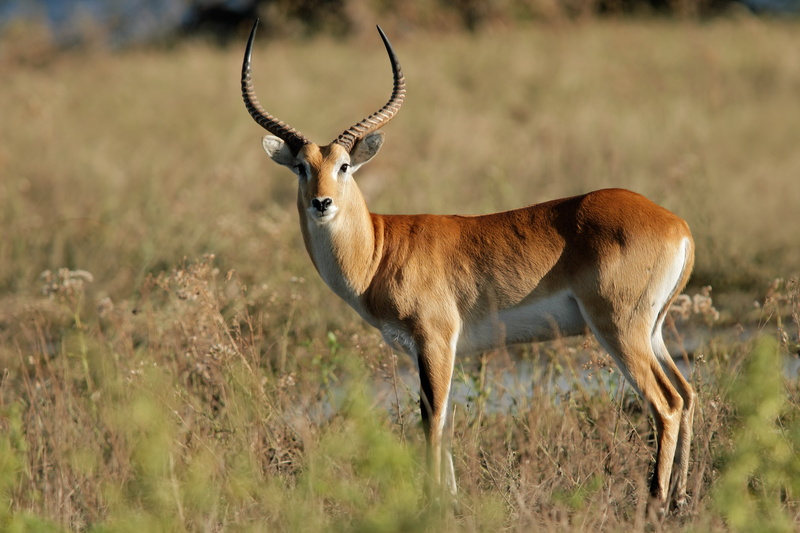 look, Botswana, 2K, Chobe national Park, male, South Africa, Lychee (Kobus leche), sunlight