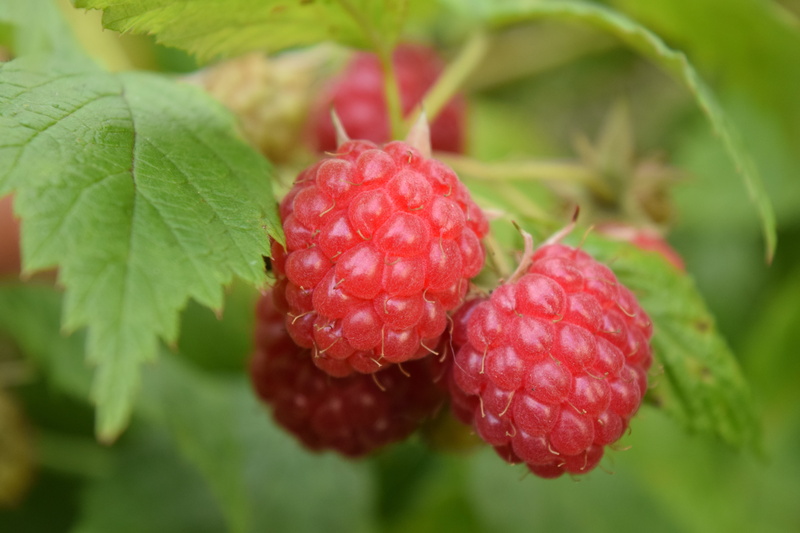 berries, sweet Food, food, plant, two, freshness, food And Drink, dieting, focus on foreground, fruit, healthy Eating, gourmet, red, plant part, macro