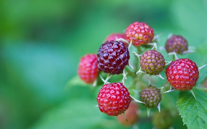 ripe, nature, dessert, sweet Food, day, raspberries, branch, wellbeing, vitamin, close-up, fruit, vegetarian Food, summer, healthy Eating, grass, food And Drink