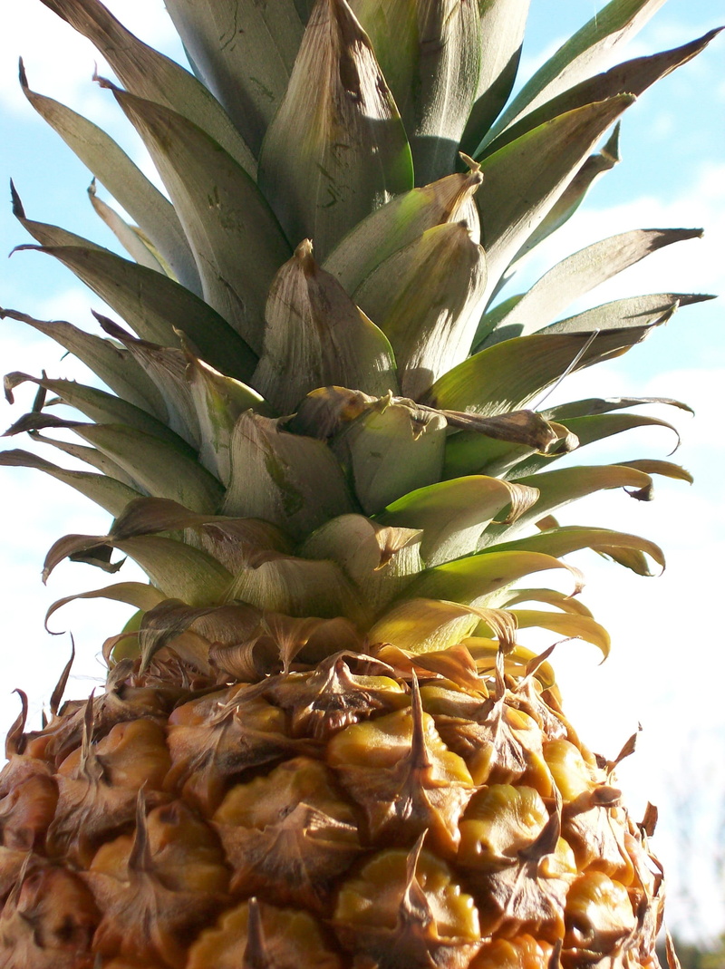 no people, plant part, tropical fruit, ananas, fruit, food, beauty in nature, green color, outdoors, leaves, low angle view, healthy eating, plant, day