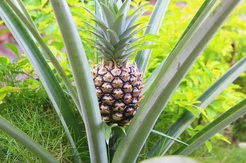 landscape, food and drink, natural, vegan, plantation, diet, land, tropical fruit, ananas, healthy, vegetarian, no people, tasty, white, 5K, green, vitamin