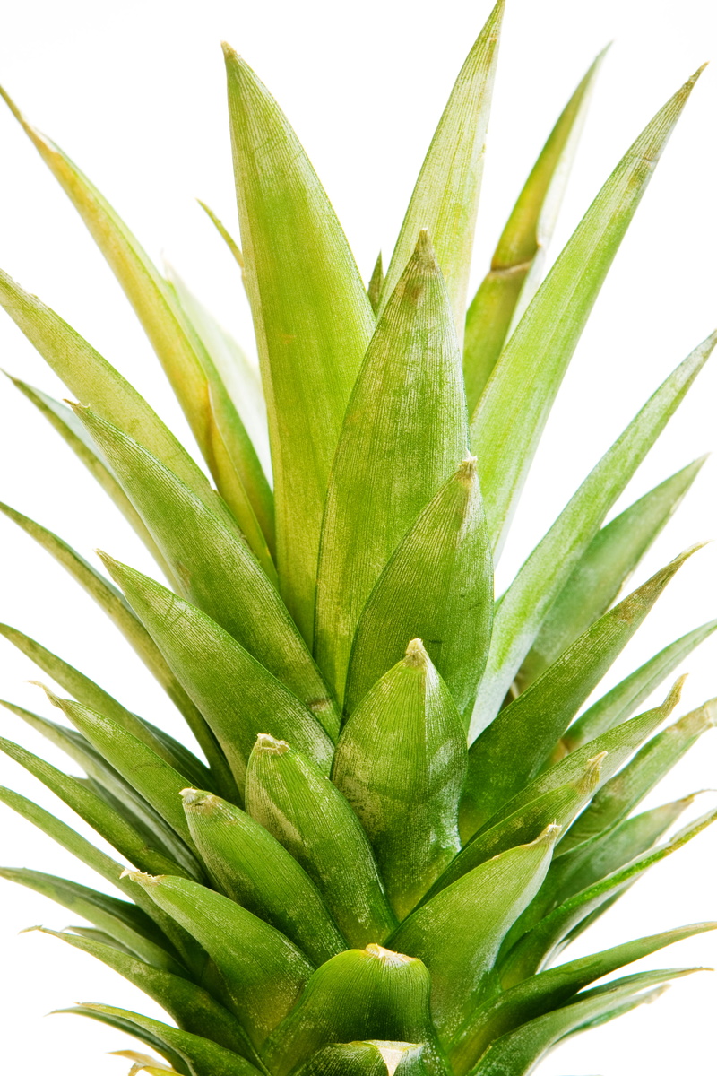 diet, palm leaf, closeup, 4K, juicy, plant, healthcare and medicine, growth, food, botany, studio shot, day, ananas, meal, no people, dieting, fruit, beauty in nature