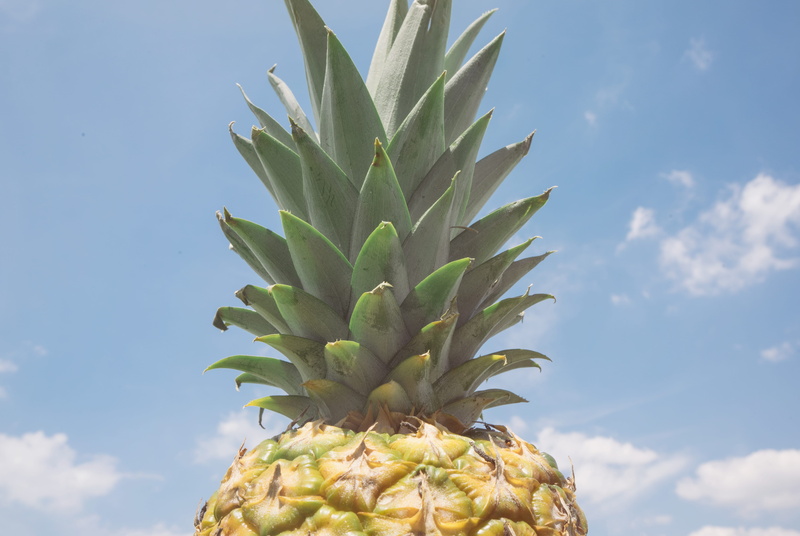green color, day, sunshine, symmetrical, pineapple, vacation, food and drink, agriculture, sky, nature, plant, blue, food, 5K, wellbeing, spiky, fruit