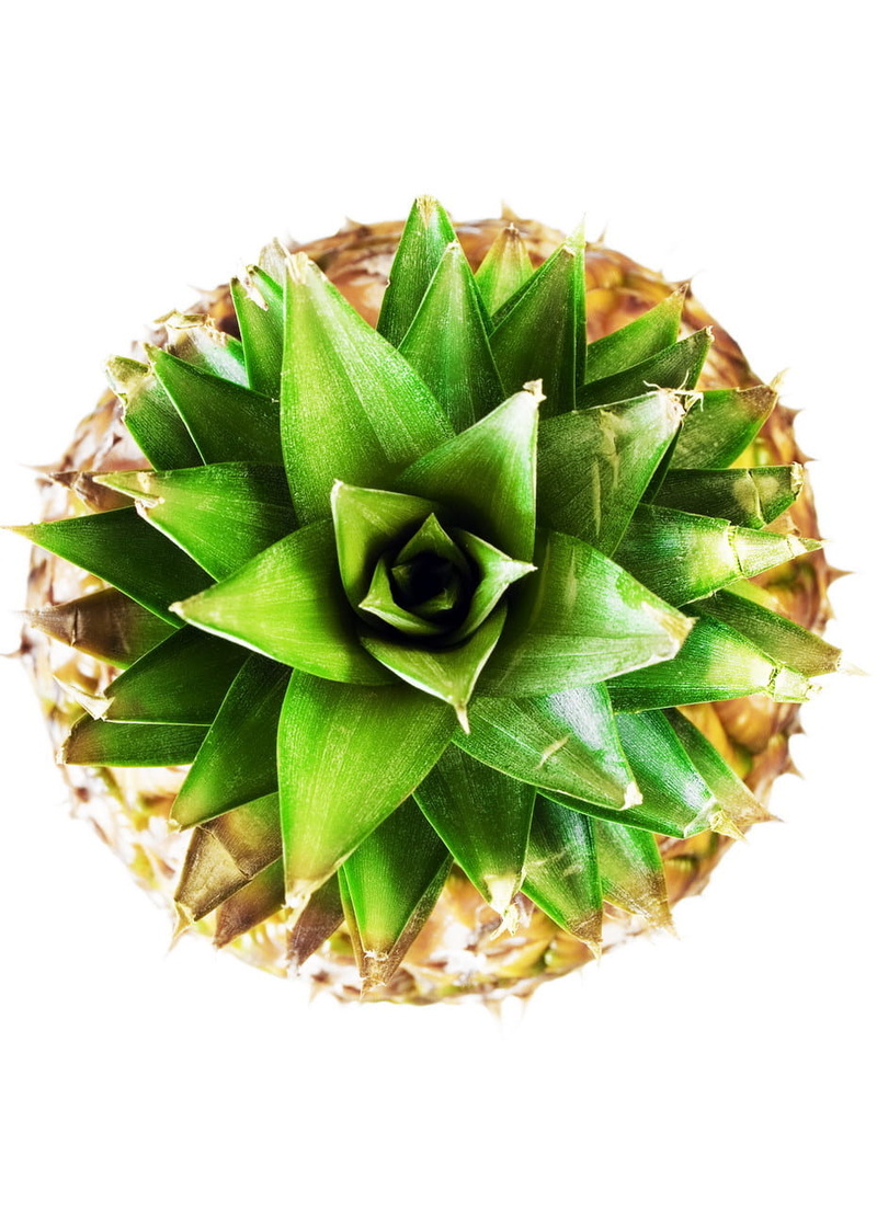 snack, food, fresh, eating, flower head, refreshment, meal, nature, growth, still life, freshness, close-up, studio shot, no people, succulent plant, cactus