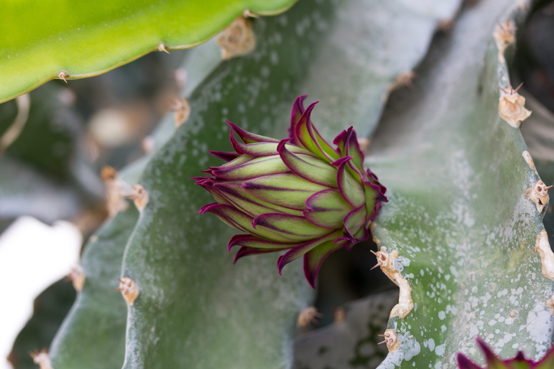day, succulent plant, green color, outdoors, cactus, plant, bud, nature, close-up, button floral, pitahaya, growth, thorns, pitaya, fragility, flowering plant