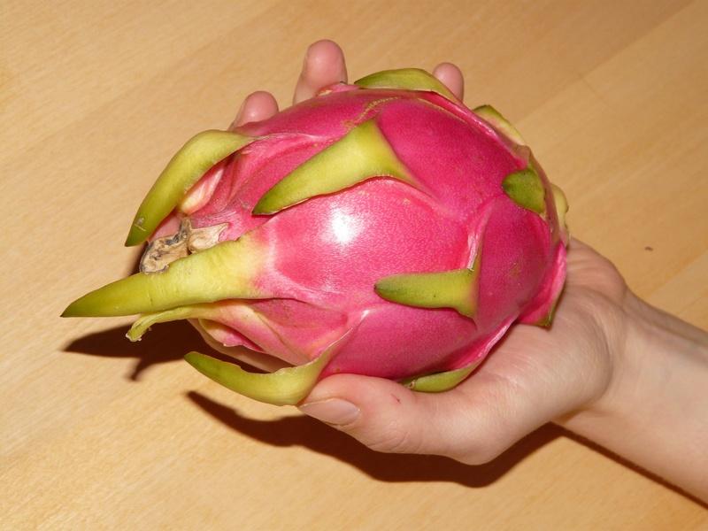 human hand, freshness, cactus fruit, food, exoticism, holding, vitamins, colorful, women, hand, slice, food and drink, tropical, cactus greenhouse, tropical cactus fruit