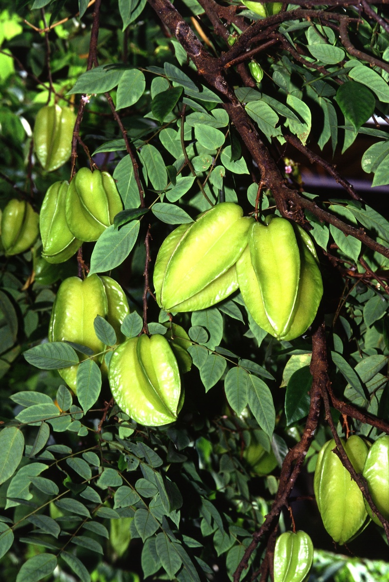 tree, healthy eating, green, fruit, outdoors, exotic, freshness, no people, plant part, carambola, starfruit, growth, food and drink, green color, food